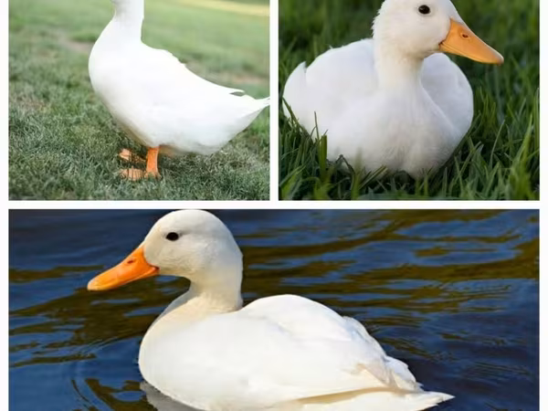German Pekin — Azerbaijan