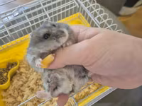 Cırtdan hamster qəfəsi ilə birgə - Növlə: cırtdan (dwarf) hamster — photo 1