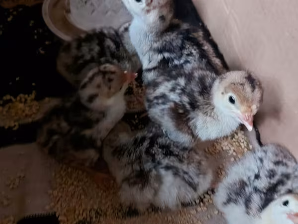 Turkeys