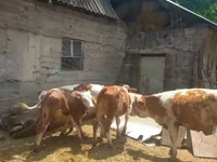 Bull, Simmental cattle — photo 6