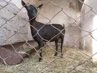 Koza, Murcia-Granada goats — foto 5