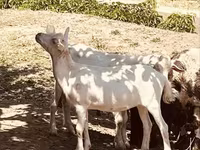 Kozel, Alpine goat — foto 3