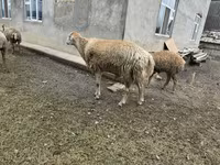 भेड़, भेड़ — फ़ोटो 1