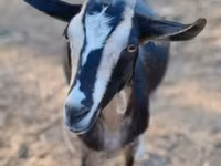 Ziege, Toggenburg goat — Foto 2