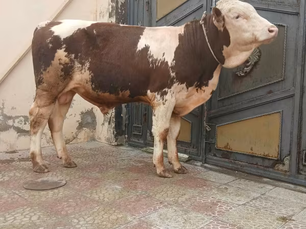 Buğa, Simmental cattle