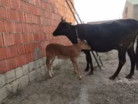 Vaca, Ganado vacuno — foto 1