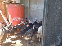 Turkeys — photo 2