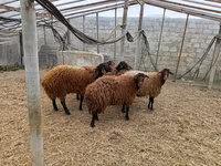 Qoyun, Qoyunlar — foto 7