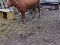 Krowa, Bydło — zdjęcie 1