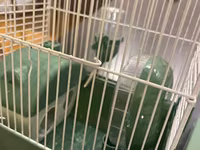 Hamster ucun qefes satilir, elave oyuncaqlar da var. Icini deyismek — 照片 4