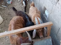 母山羊, Goats — 照片 1