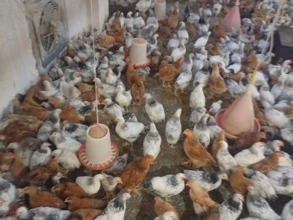Chickens — Azərbaycan