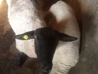 Qoç, White Suffolk sheep — foto 1
