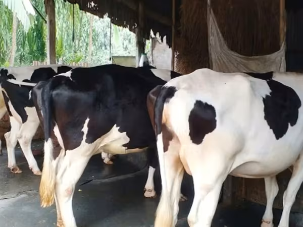 İnək, Russian Black pied cattle