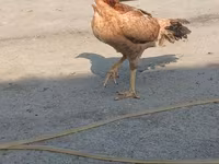 Chickens — photo 7