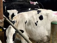 Cow, Holstein breed — photo 7