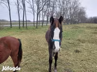 Koń, Hungarian horse breed — zdjęcie 5