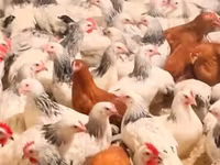 Chickens — الصورة 1