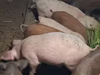 Säue, Schweine — Foto 4