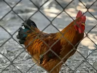 Chickens — Foto 2