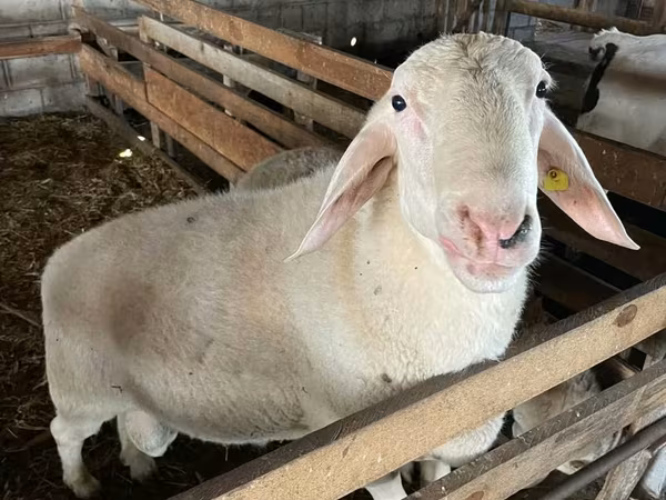 Qoç, Assaf sheep