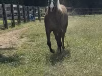 Horse (M), Rocky Mountain Horse — photo 8