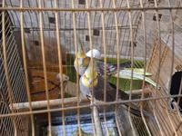 Nimfa (cockatiel) cütü və qəfəs dəsti - Növ: Nimfa (cockatiel) – sarı — 照片 1