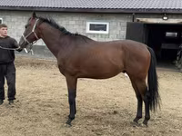 Caballo, Thoroughbred horse — foto 2