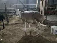Qoyun, Afghan Arabi sheep — foto 2