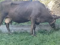 İnək, Swiss cattle — foto 2