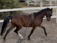 Hengst, Hackney horse — Foto 2