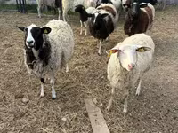 Qoç, Dorper sheep — foto 1