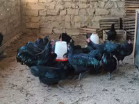 مالينس — الصورة 6