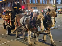 At, Pinto horses — foto 5