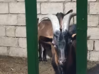 عنزة, Alpine goat — الصورة 6