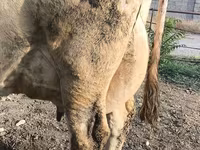 Krava, Swiss cattle — foto 2