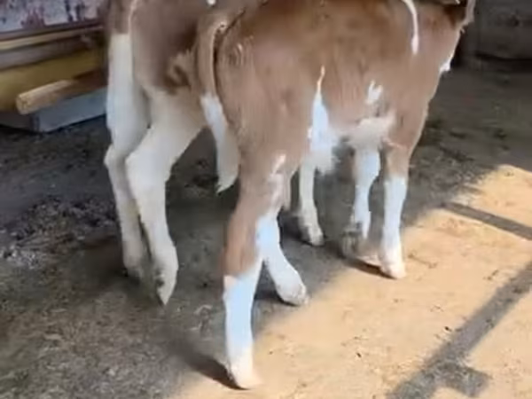 Bull, Red-spotted breed
