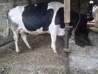 İnək, Russian Black pied cattle — foto 4