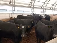 Cattle (batch, sex not specified), Aberdeen-Angus — photo 1