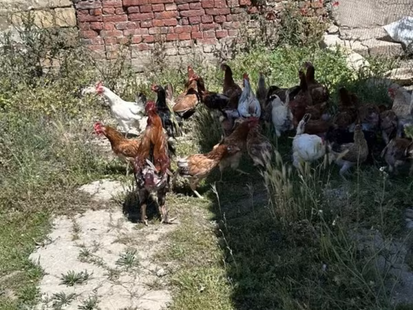 Chickens — Azerbaijan