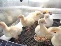 Geese — Foto 1
