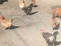 Chickens — foto 4