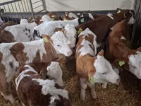 Toro, Simmental cattle — foto 5