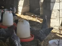Turkeys — Foto 8