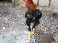 Chickens — foto 3