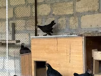 Chickens — foto 3