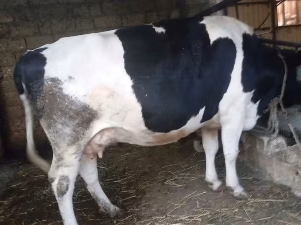 İnək, Russian Black pied cattle