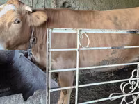 Cow, Simmental cattle — photo 1
