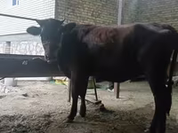 Vaca, Raça Calmuque — foto 4