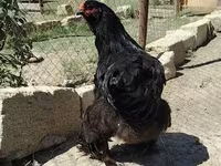 Brahma — foto 2